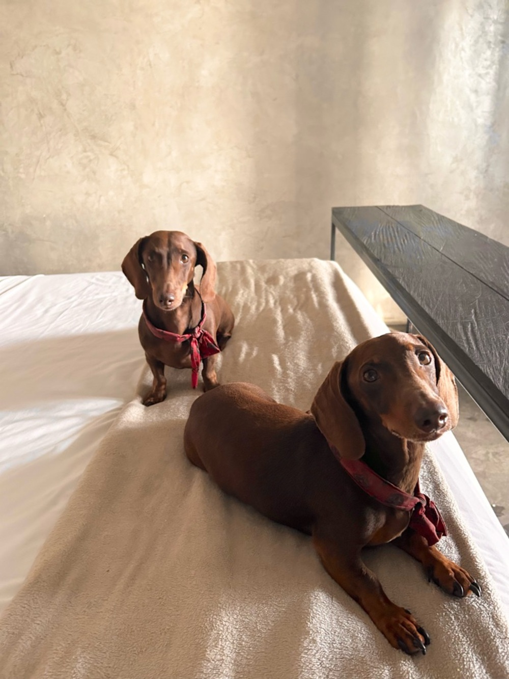 All proceeds benefit our doggie rescue

With Love Franki
@withlovefranki